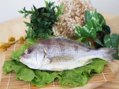 石鱸魚